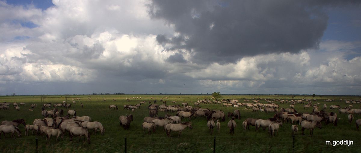 prsewalski horses as seen from a train