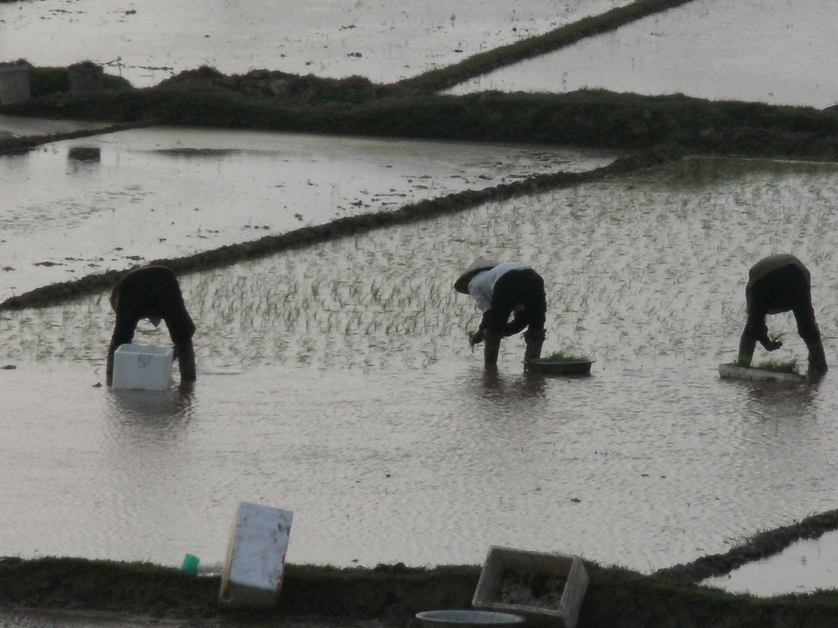 Vietnamese Men Planting The Fields