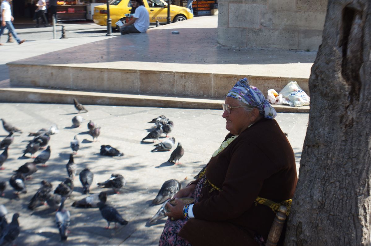 Feed the birds