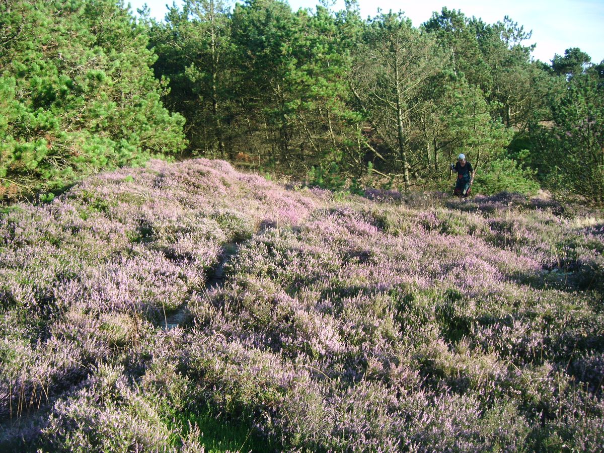 In de heidevelden in Denemarken