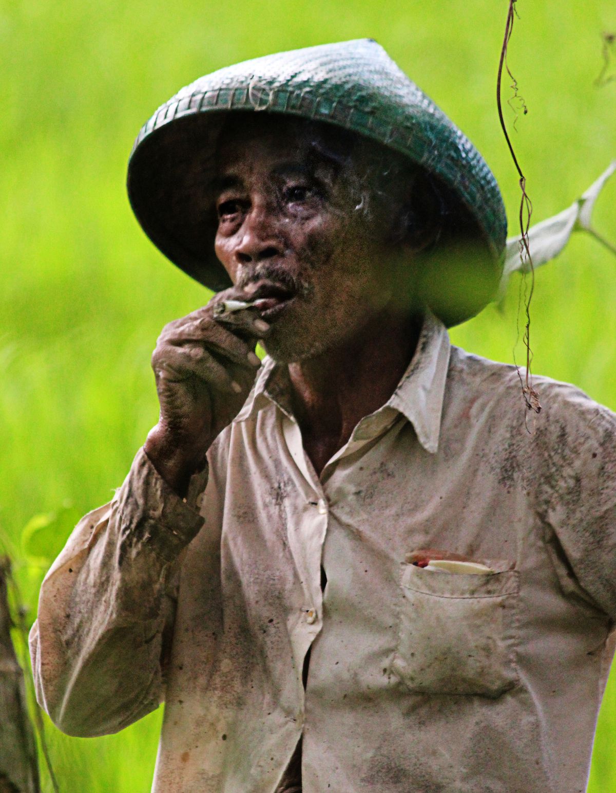 Rice Farmer, Lombok