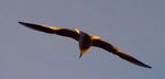 Free Bird