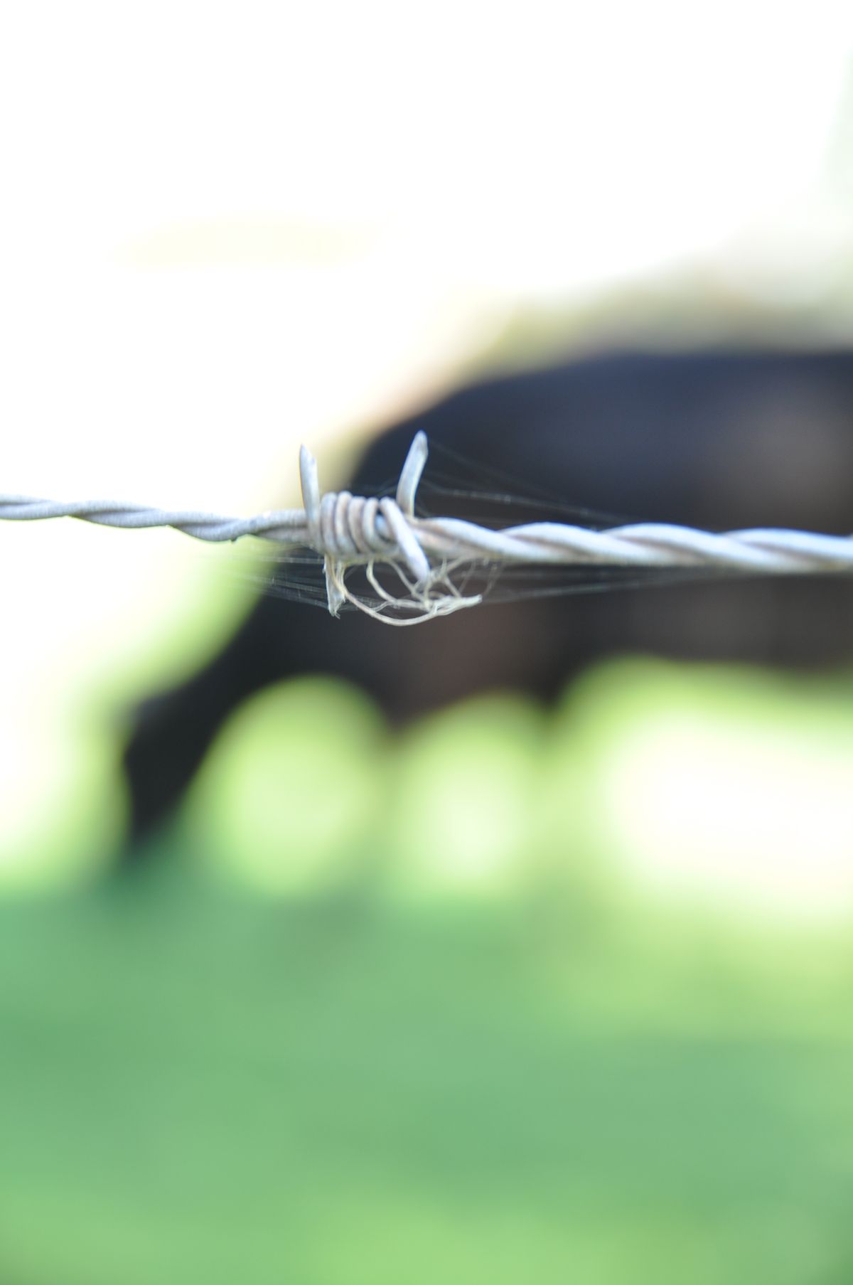 cow fading away behind barbed wire