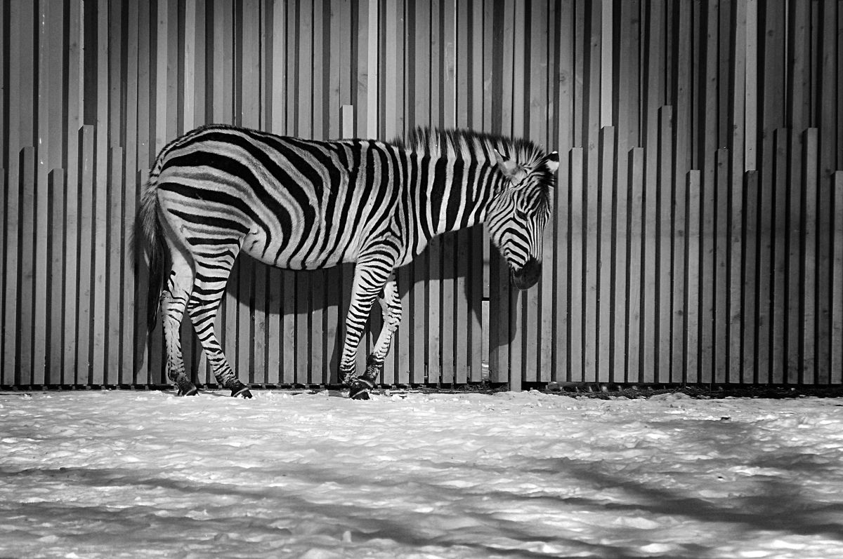 Das traurige Zebra im Zoo