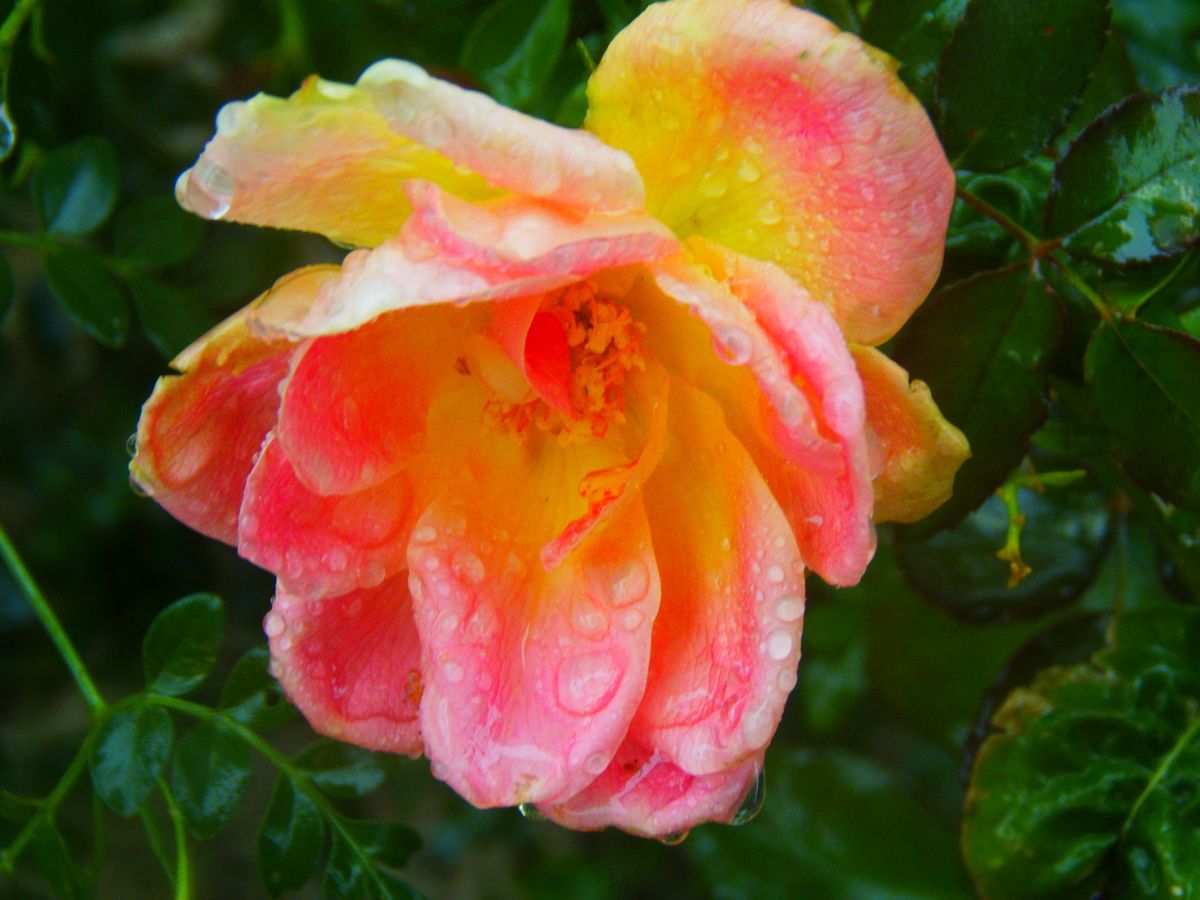 Rose with water drops.