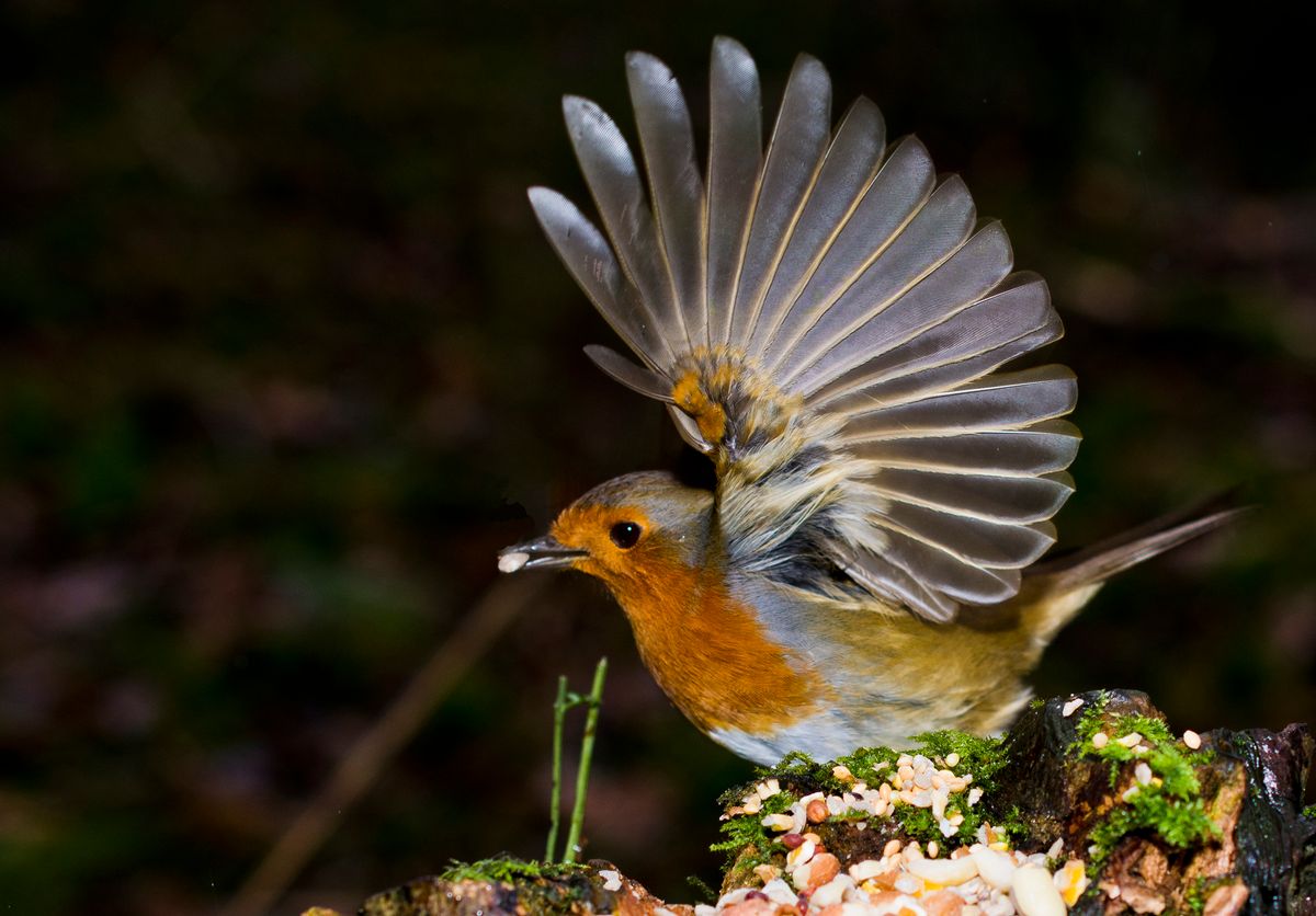 Taken with a macro lens in the woods near Lough Neagh in Northern Ireland.  UK