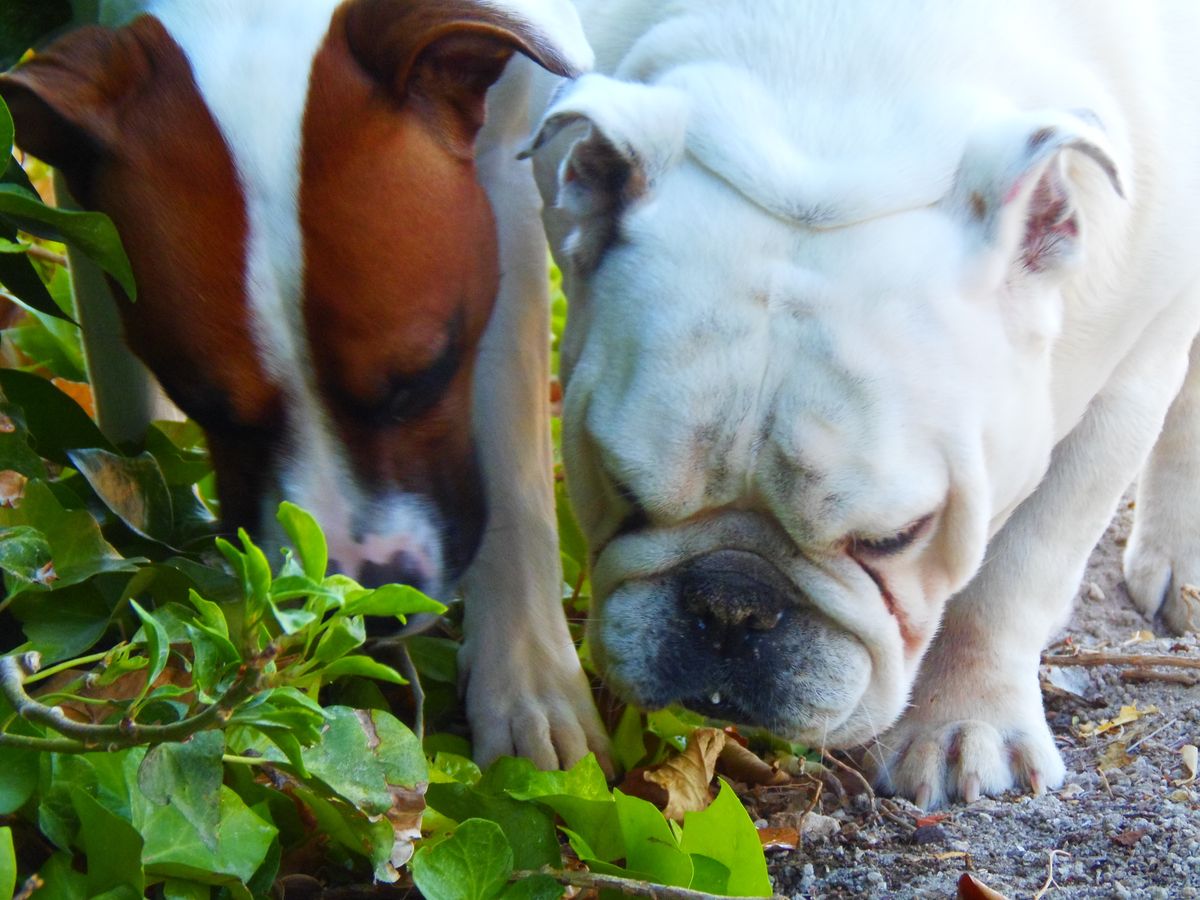 Dogs in the nature.