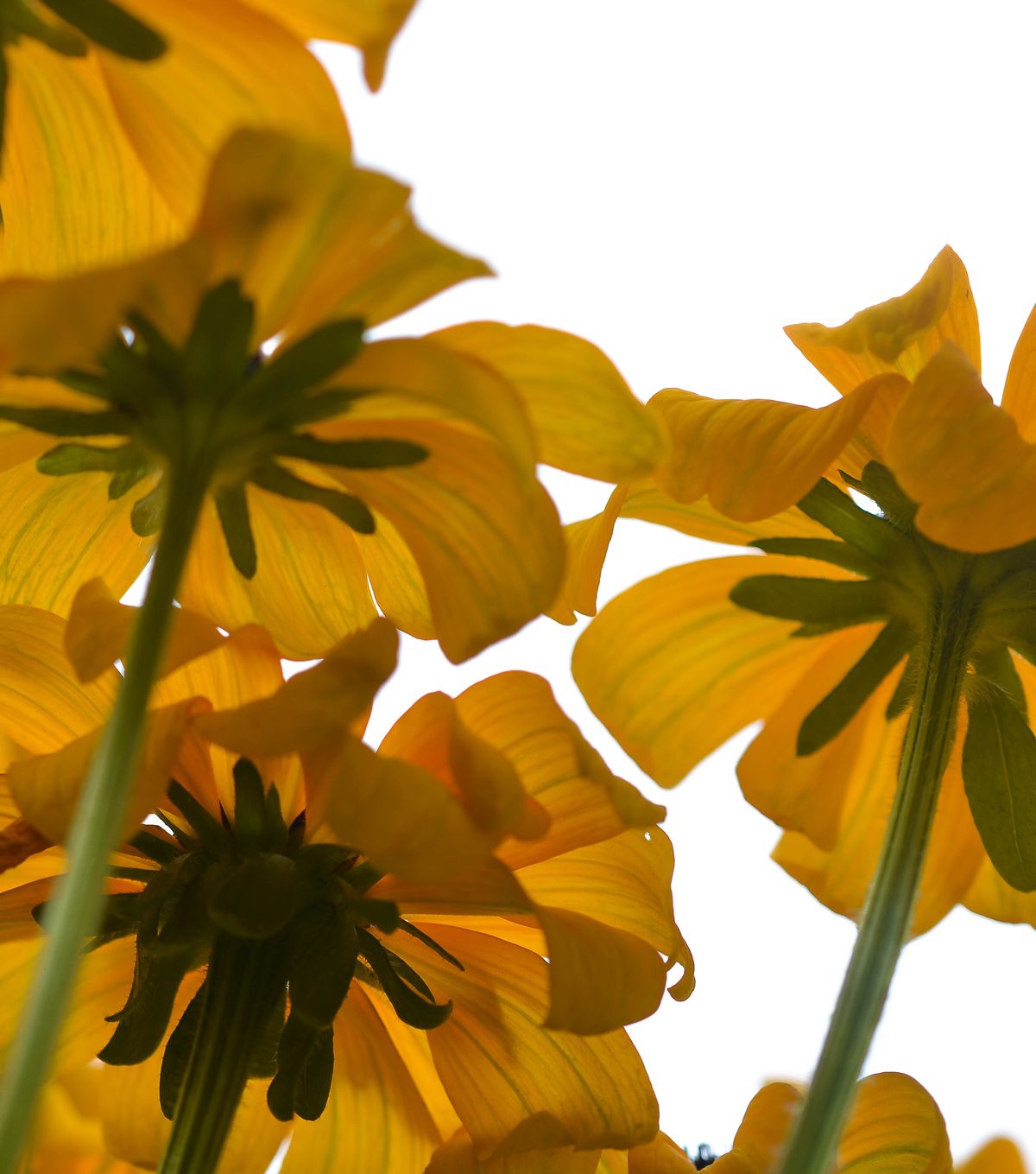 Yellow Flowers