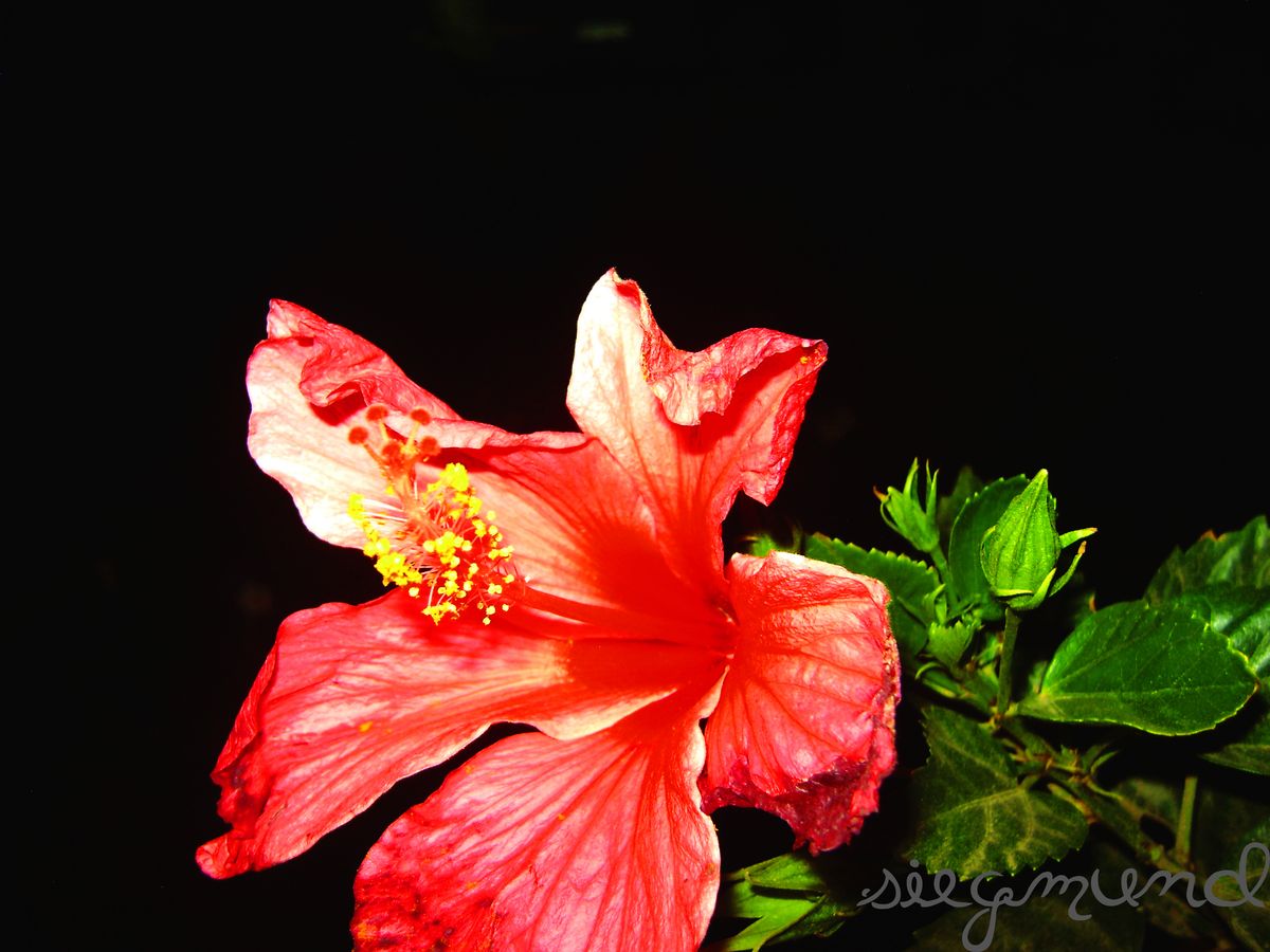 Blossom...