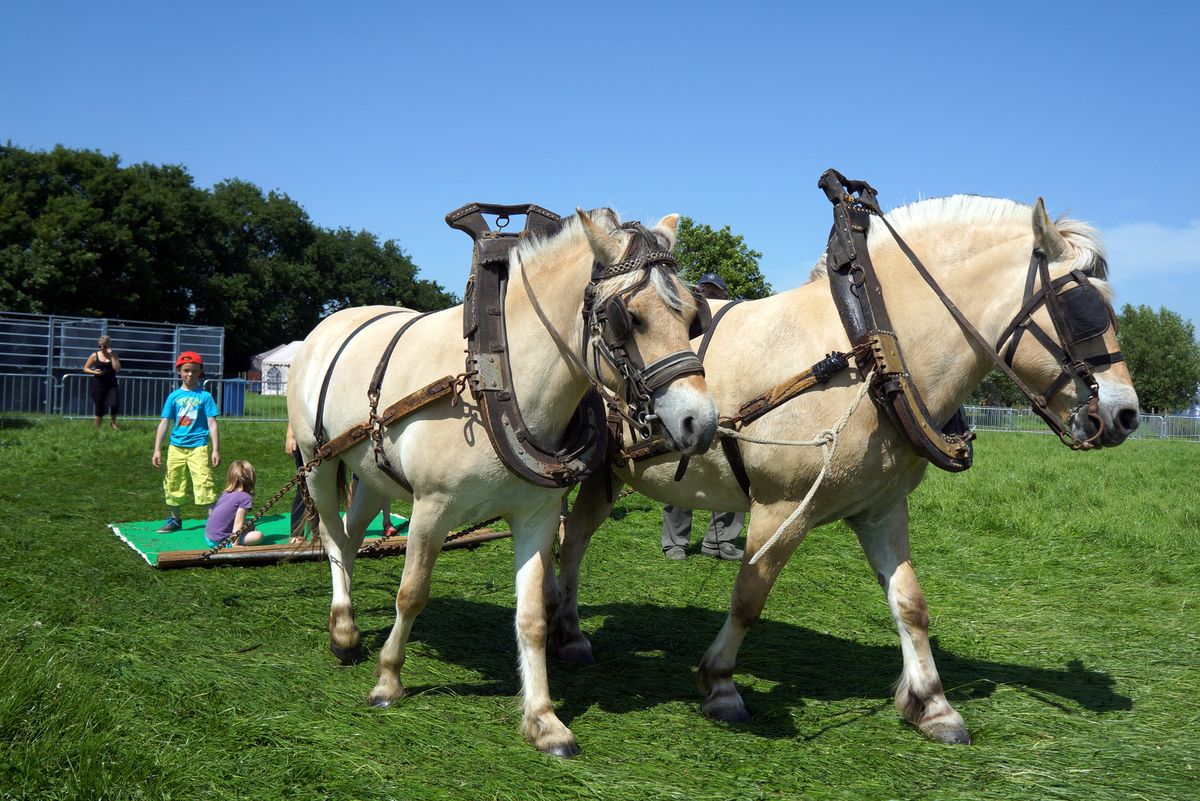 Paardenfoto gemaakt met Sony-Nex-5N