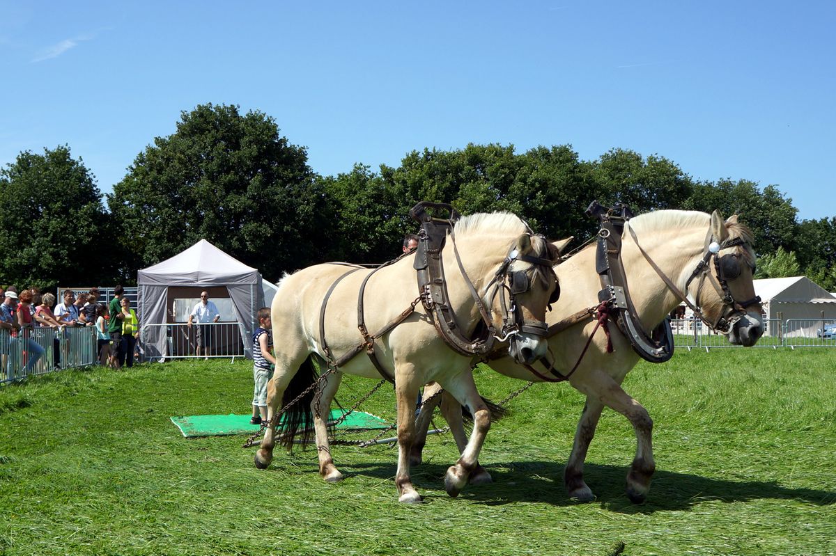 Paarden