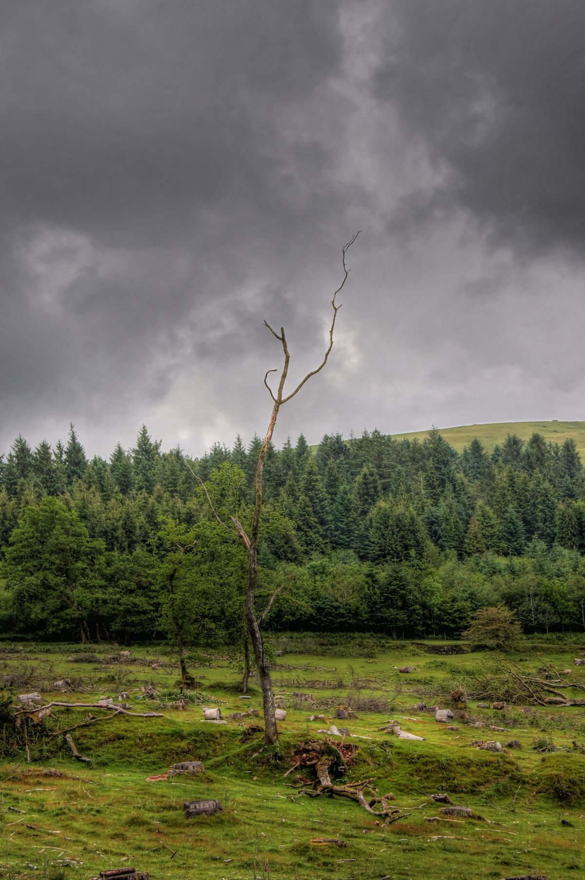 dead tree