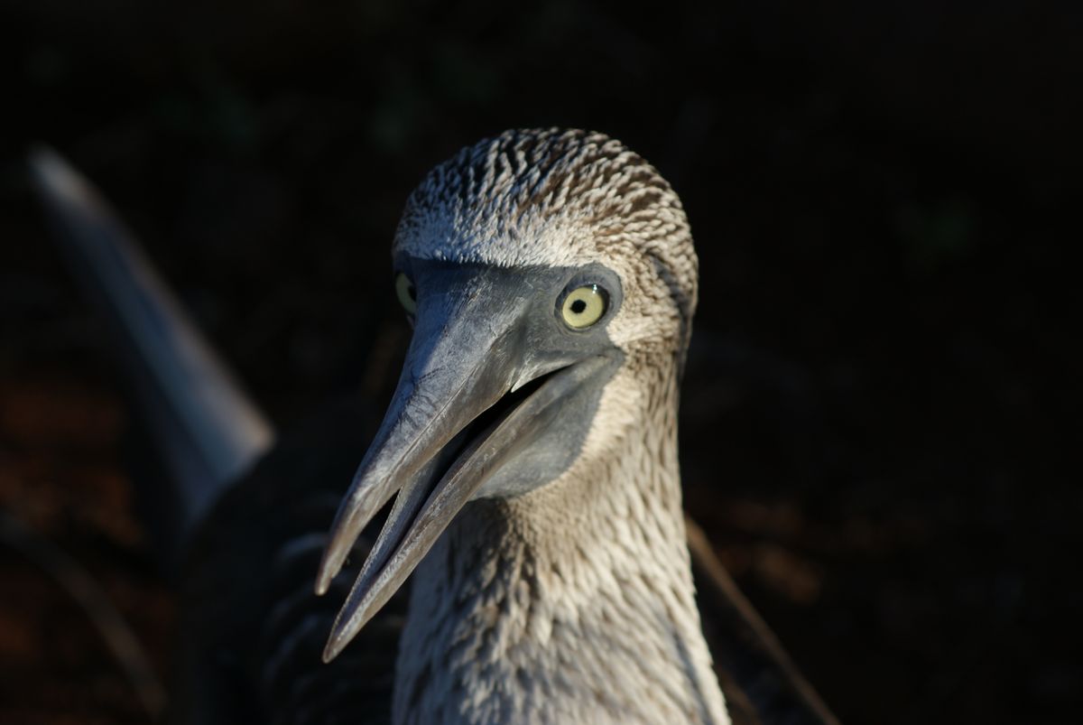 In the Galapagos