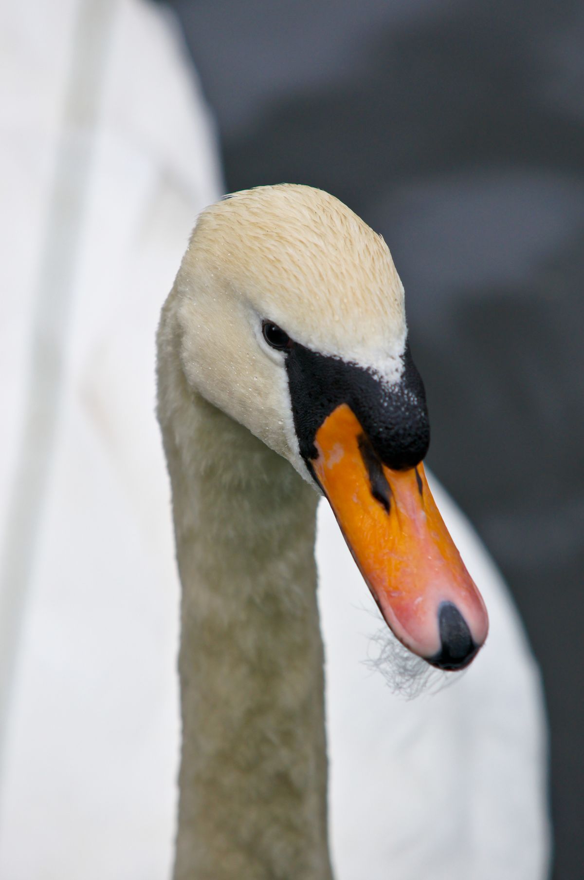 Swan