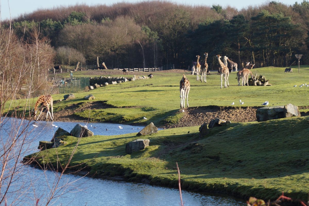 beekse bergen nl