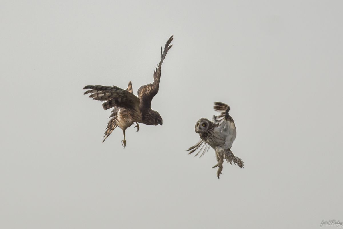 Blauwe Kiekendief en Velduil hebben ruzie in de lucht