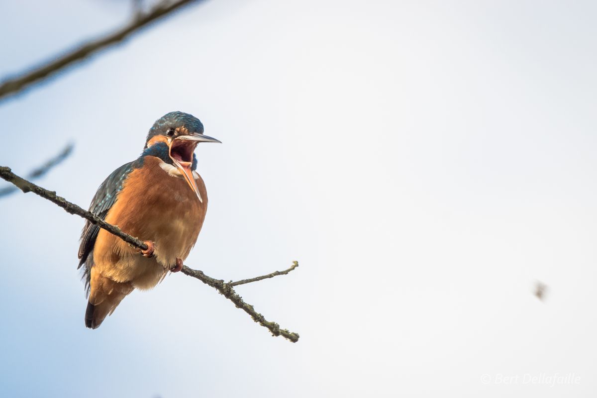 Deze ijsvogel had iets teveel visjes gegeten. Foto genomen met de ILCA-77m2 en SAL70400G2