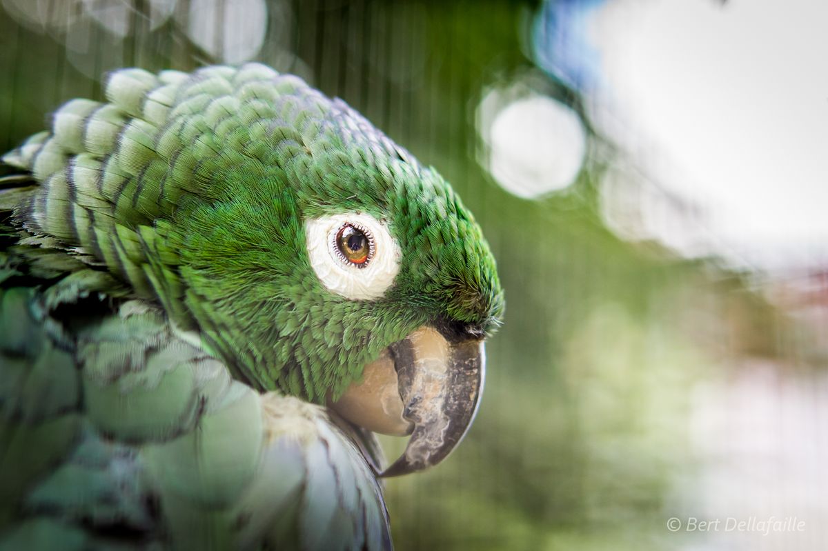 Molenaarsamazone in de Antwerpse ZOO.