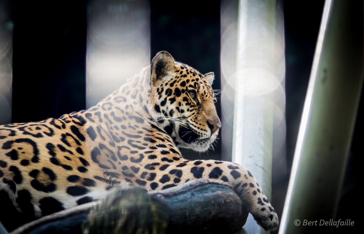 Jaguar in de Antwerpse ZOO. Foto genomen met een NEX-5N en Minolta 200mm F2.8 (mbv LA-EA2 adapter).