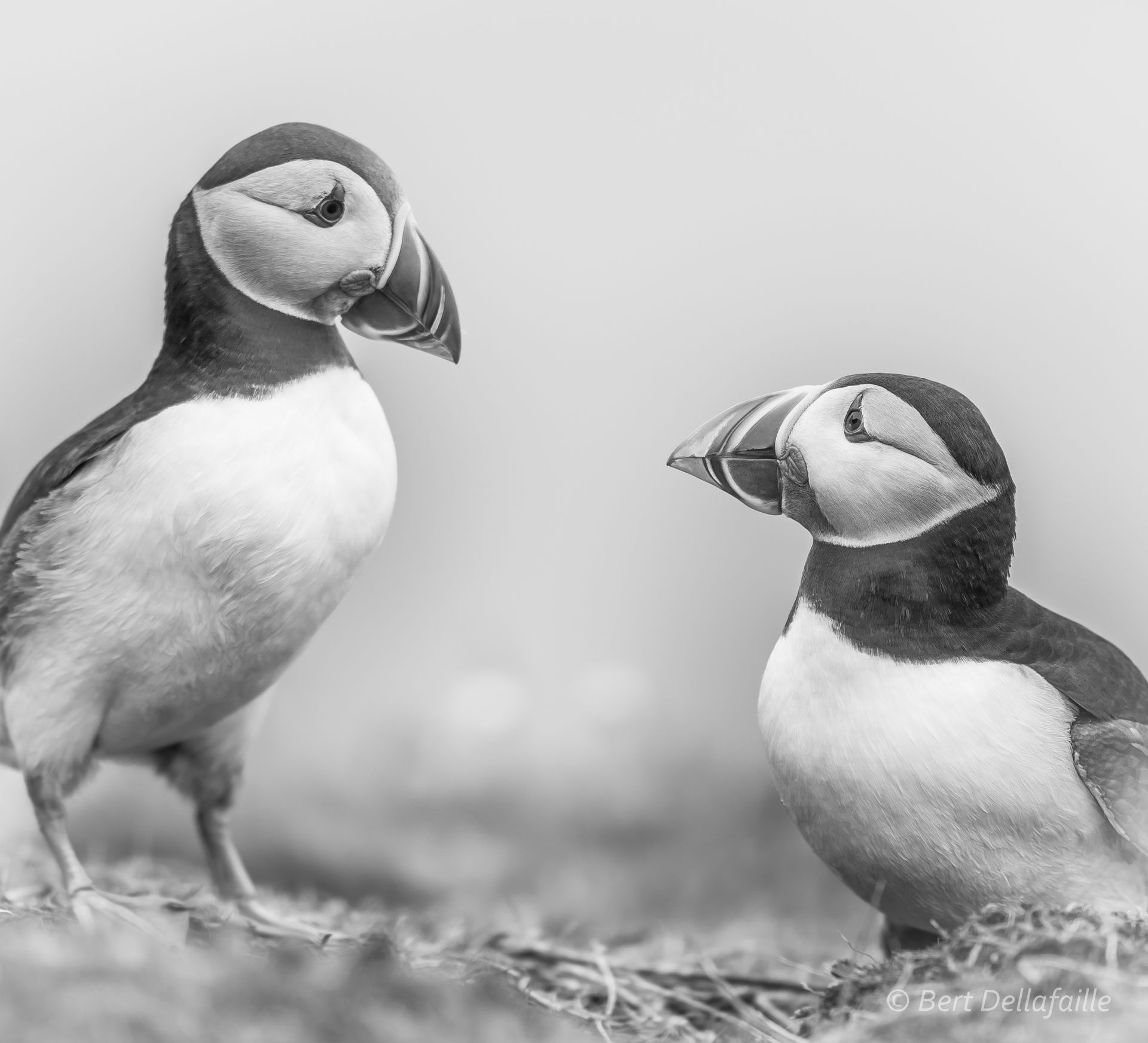 Puffin portrait 5