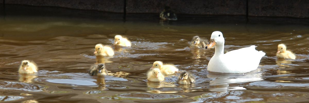 Vogels rond Giethoorn - breedbeeld[1].jpg