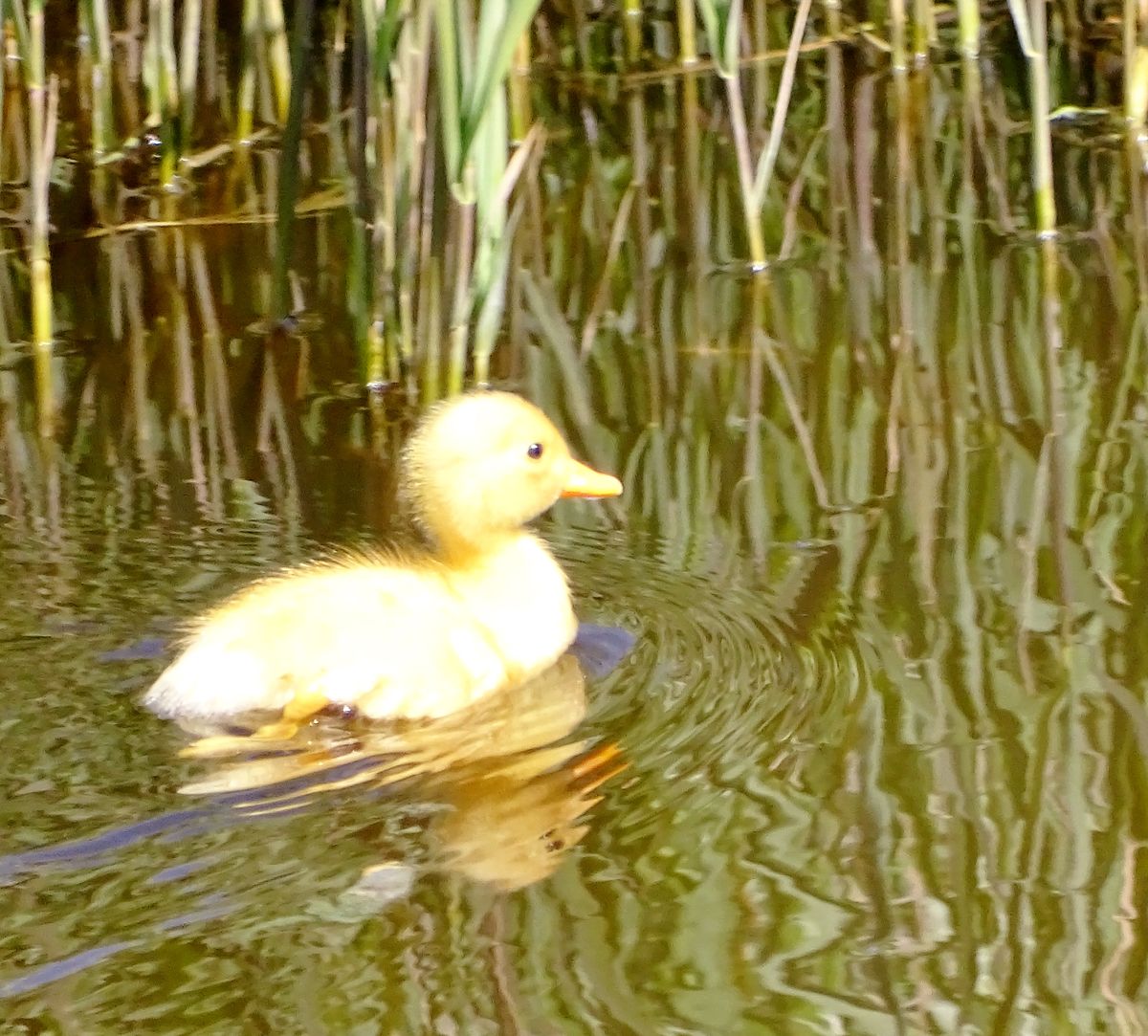 Badeendje bij de eendenkooi