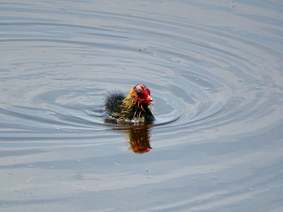 Meerkoetpulletje in de Formerummer polder