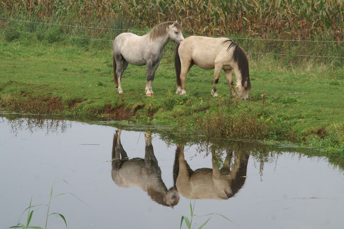 Paarden