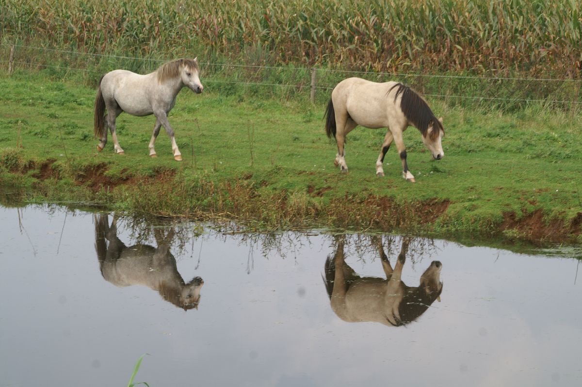 Paarden