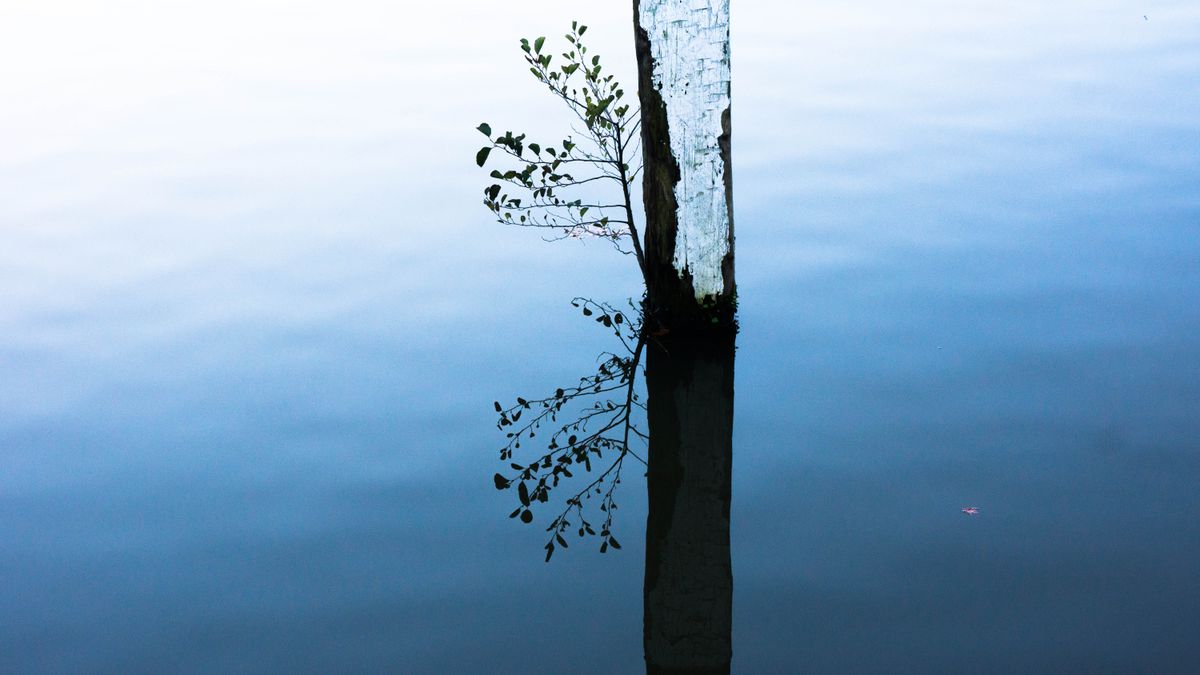 a peice of wood stuck in the water reflecting 