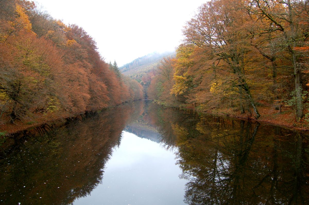 forest ardennes