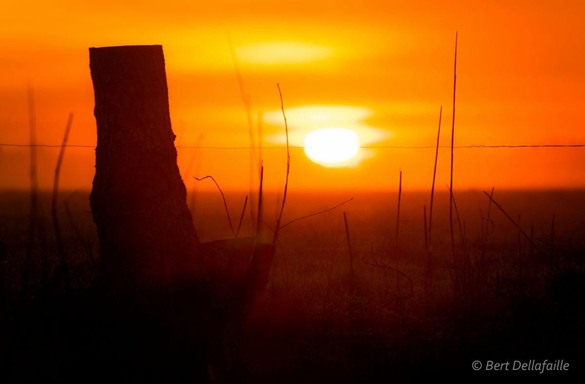 Zonsopgang in Kalmthout