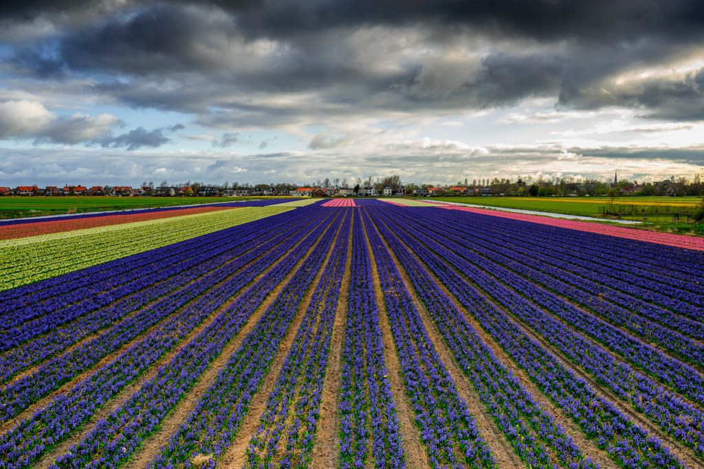 Momenteel veel kleur rond Hillegom