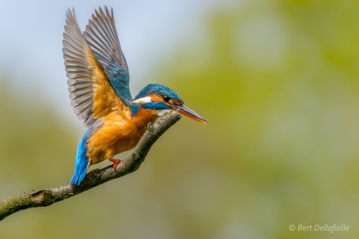 Een ijsvogel maakt zich klaar voor de duik en keerde met een klein insectje terug op haar tak.