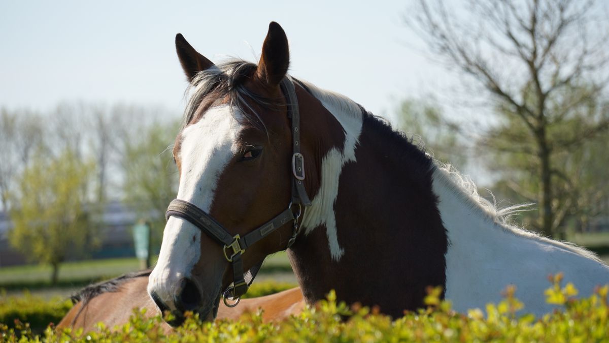 Paarden in de wei