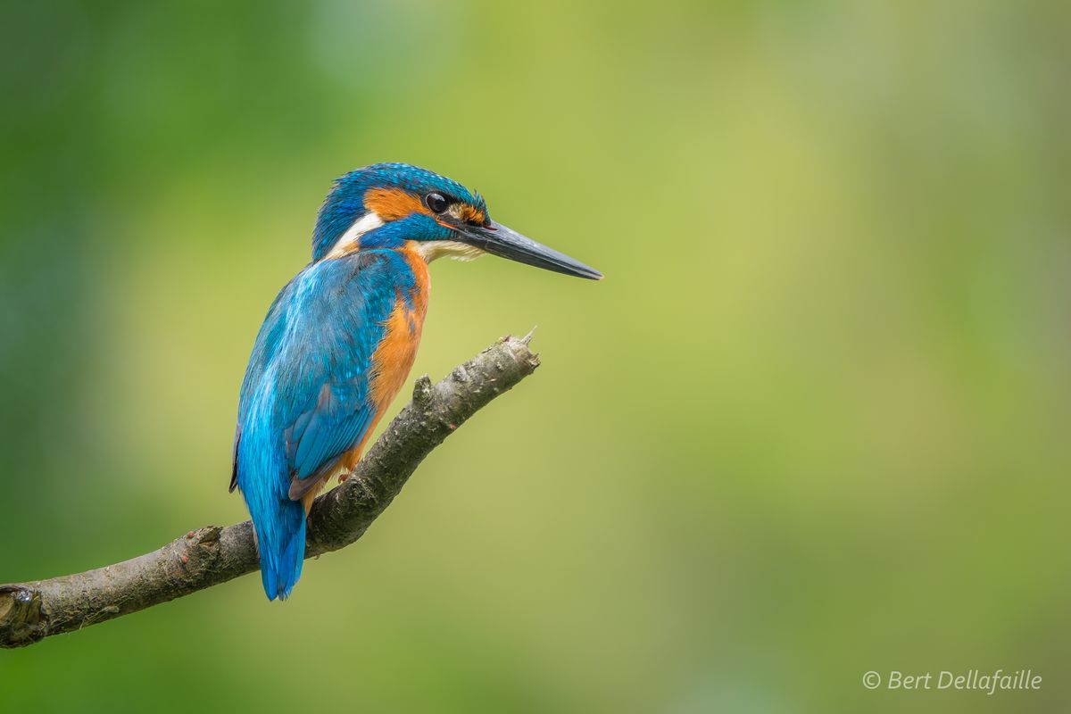 Een ijsvogeltje gefotografeerd met de sublieme RX10 III op 600mm. Nooit verwachte zulke scherpe resultaten te behalen met een 'compact' camera!