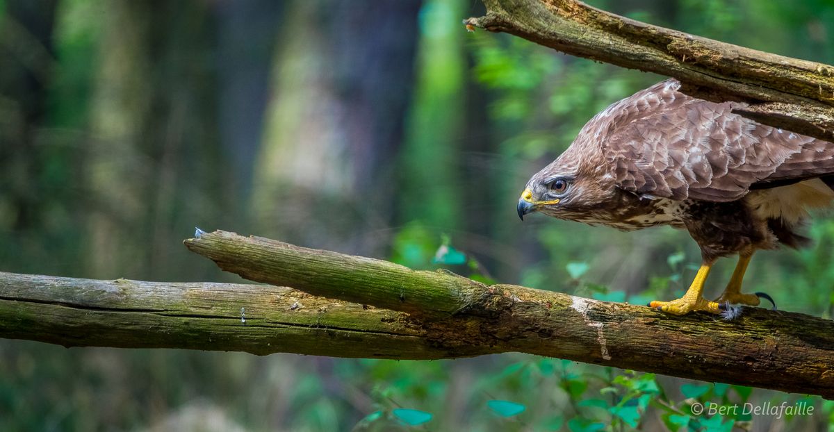 Deze buizerd had net een duif opgegeten (als bewijs de pluimpjes nog aan de klauwen) en maakte gebruik van de takken om zijn/haar bek proper te maken. Foto genomen met de nieuwe RX10 III op 600mm!