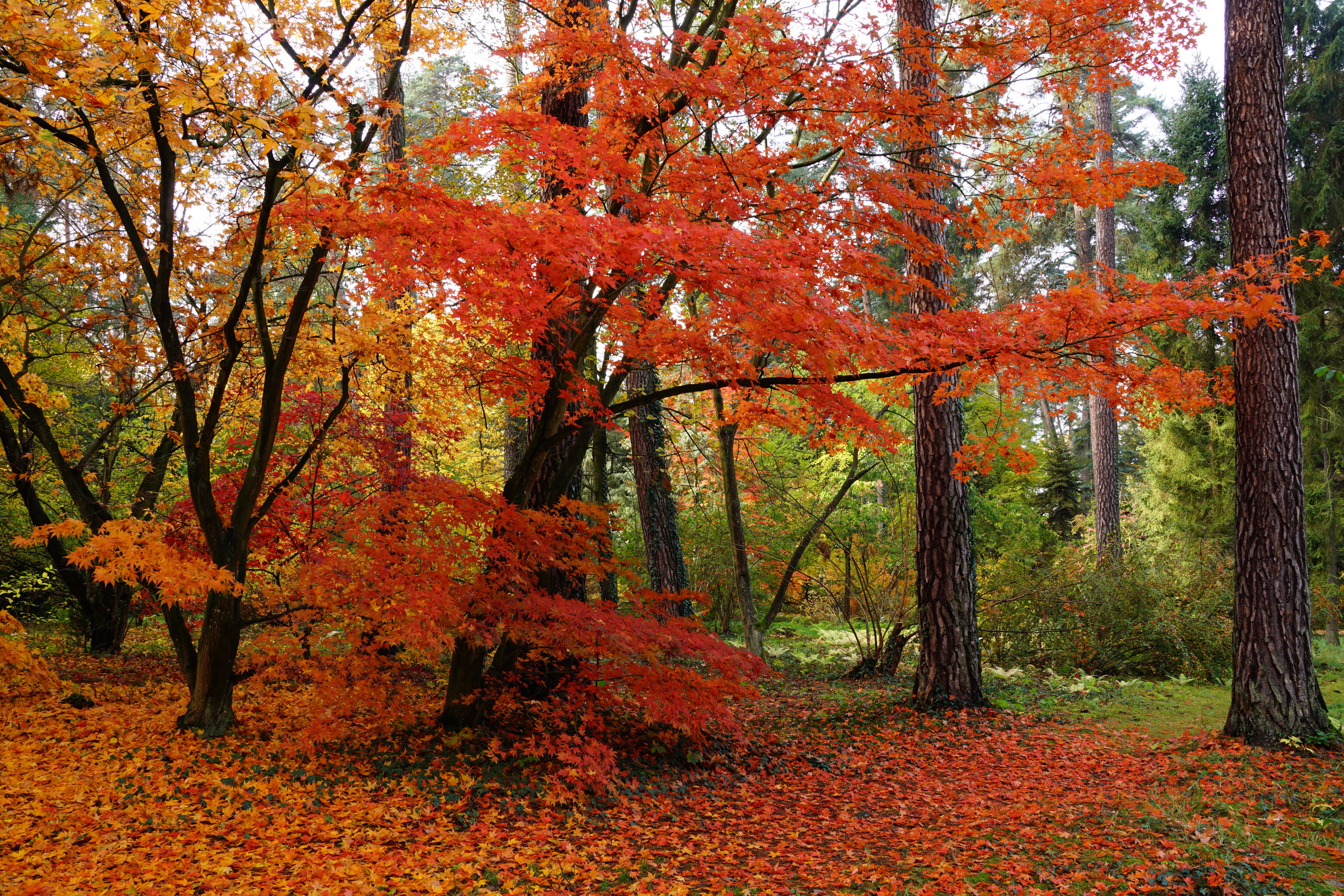 Arboretum