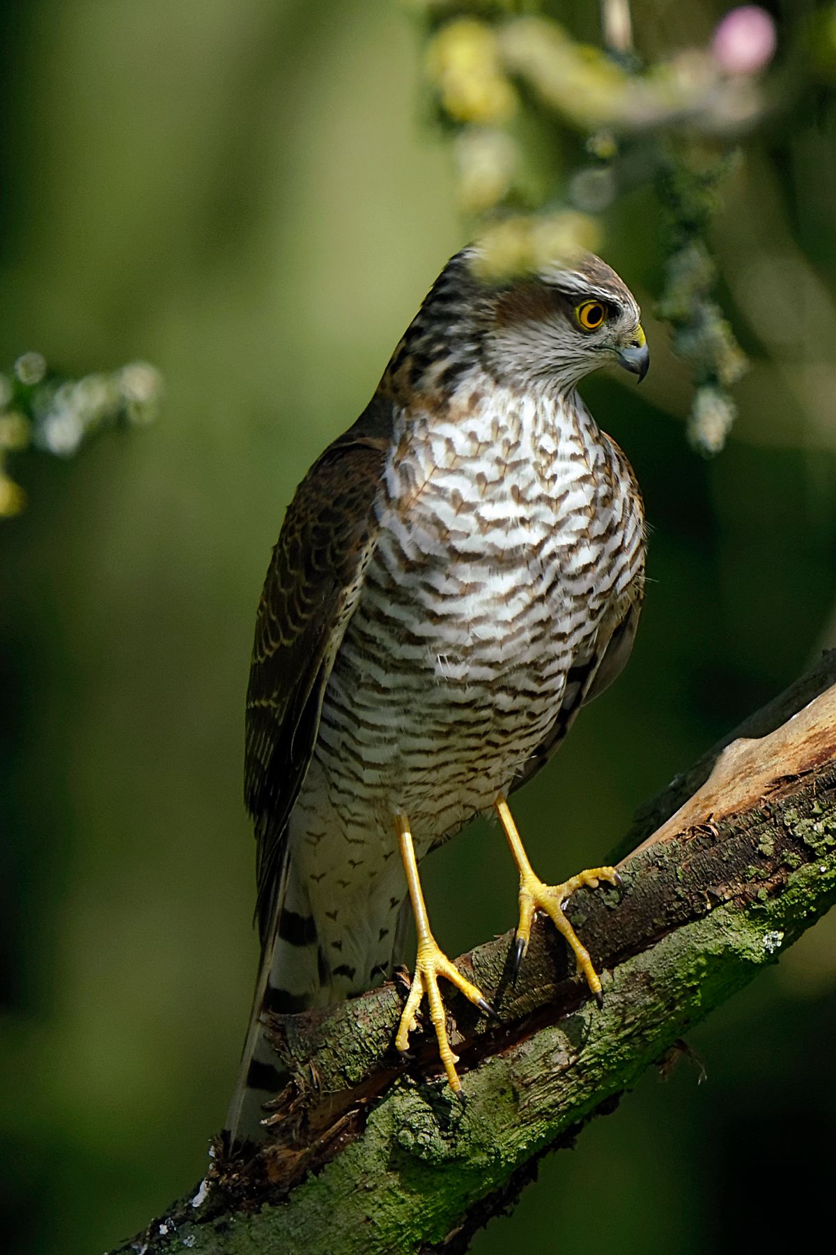 Weitere Infos in Forumsbeitrag : https://community.sony.de/t5/termine-treffen-off-topic/im-bann-der-covid-19-pandemie-wildlife-im-garten-und-vor-der/td-p/2753352