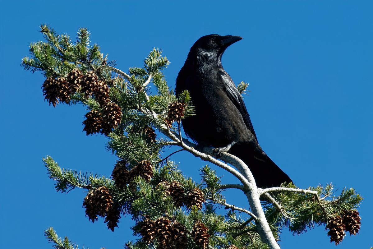 Der große schwarze Vogel taucht schon seit jeher in Mythen und Märchen auf und kann als einziger Rabenvogel auf den Rücken gedreht fliegen.