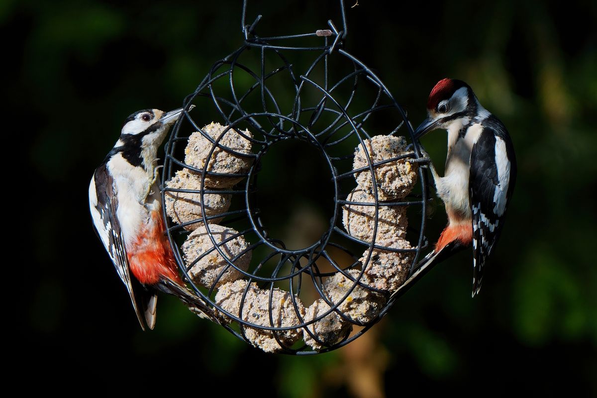 Ein Buntspecht Paar an einen Futterring. Das Männchen rechts in Bild, kann man gut an seine Roten Federn auf den Kopf erkennen.