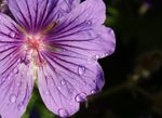Pelargonium