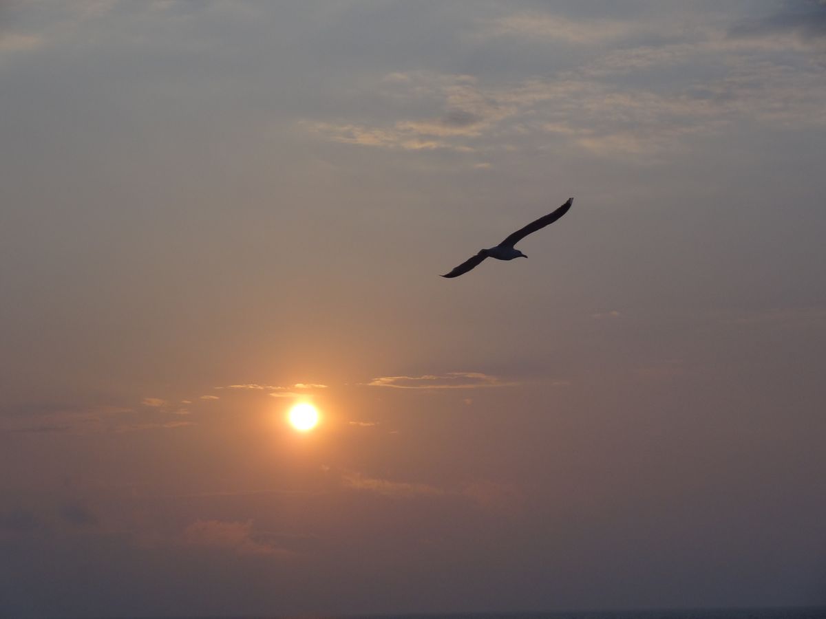 a seagull gliding across the setting sun